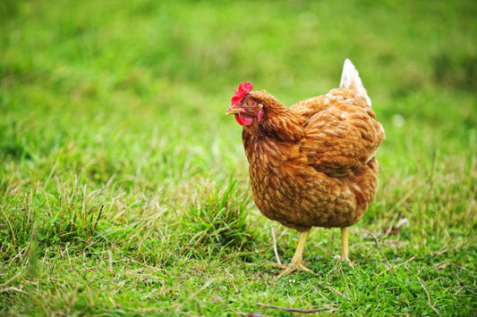 Problemas de hongos y moho en los criaderos de gallinas: riesgos y prevención