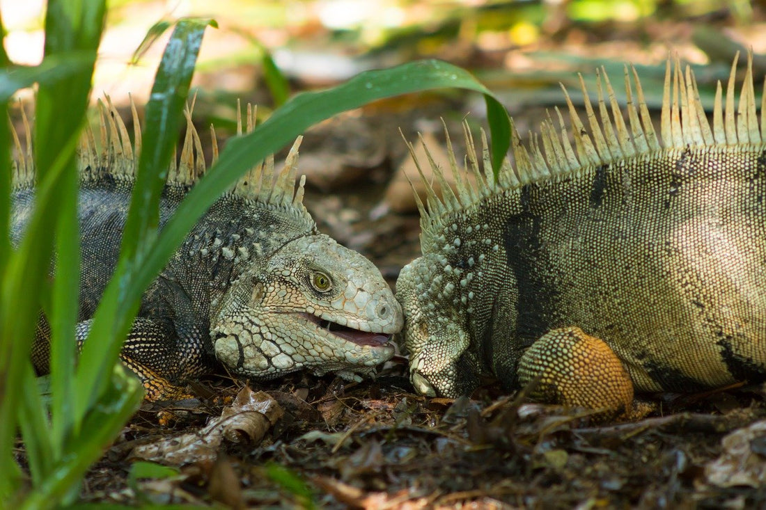 Consejos valiosos para el cuidado de las iguanas
