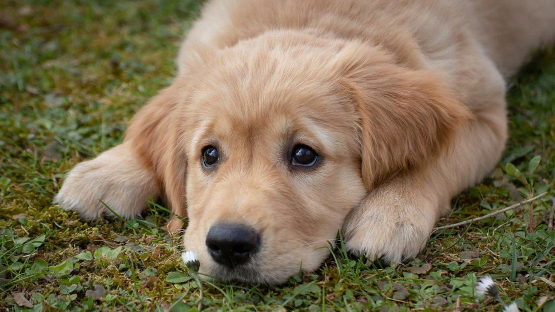 Cómo prevenir el sobrepeso en los perros y gatos