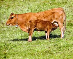 Sanidad animal y producción pecuaria: prácticas y medidas de bioseguridad