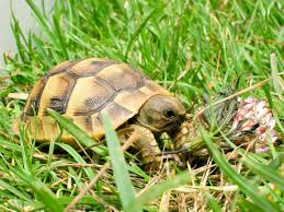 Consejos para cuidar tortugas de tierra