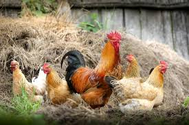 Importancia de vacunar a las gallinas y aves de cría en los entornos pecuarios
