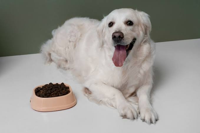 Conociendo la correcta nutrición de los perros mascota