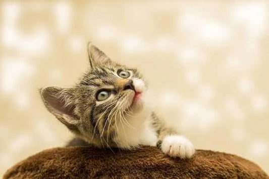 Importancia de las visitas periódicas al veterinario para la salud del gato