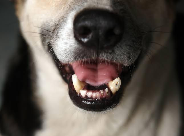 Enfermedad periodontal en perros: un problema de salud que no debe pasarse por alto