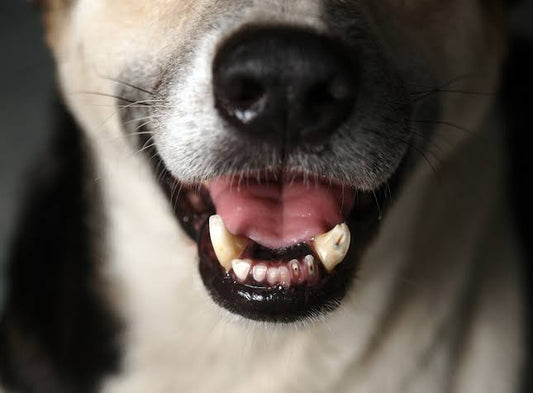 Enfermedad periodontal en perros: un problema de salud que no debe pasarse por alto