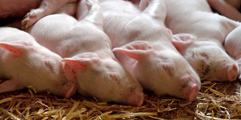 Importancia de la cuarentena en granjas para controlar contagios en animales de cría