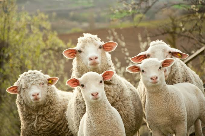 Enfermedades relacionadas con la lana en el ganado ovino: Diagnóstico, impacto y la importancia del control veterinario