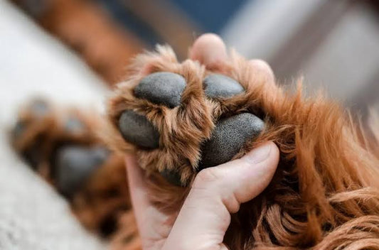 Espinas en las patas del perro: cómo actuar y cuándo acudir al veterinario