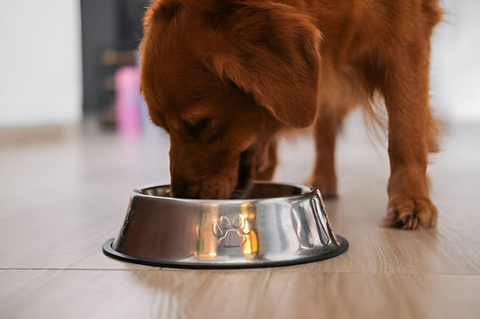 ¿Cómo lograr que tu cachorro coma con calma y buenos hábitos?
