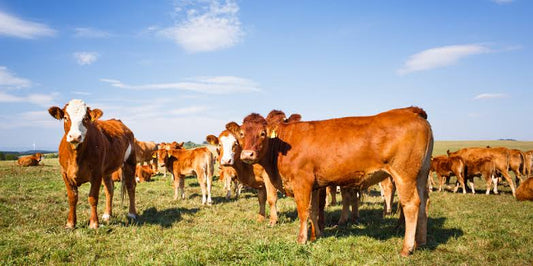 Salud reproductiva del ganado bovino: enfermedades y factores que afectan la fertilidad del hato