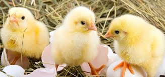Prevención del Síndrome de Muerte Súbita en Pollos de Cría