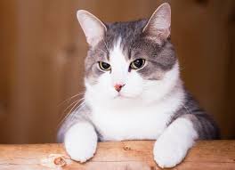 Enfermedades que afectan las articulaciones de los gatos mascota
