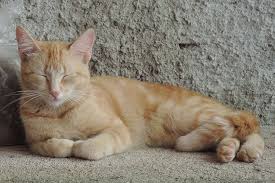 Como proteger a un gato del frío en el invierno