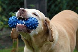 Juguetes recomendados para el adiestramiento de perros y gatos