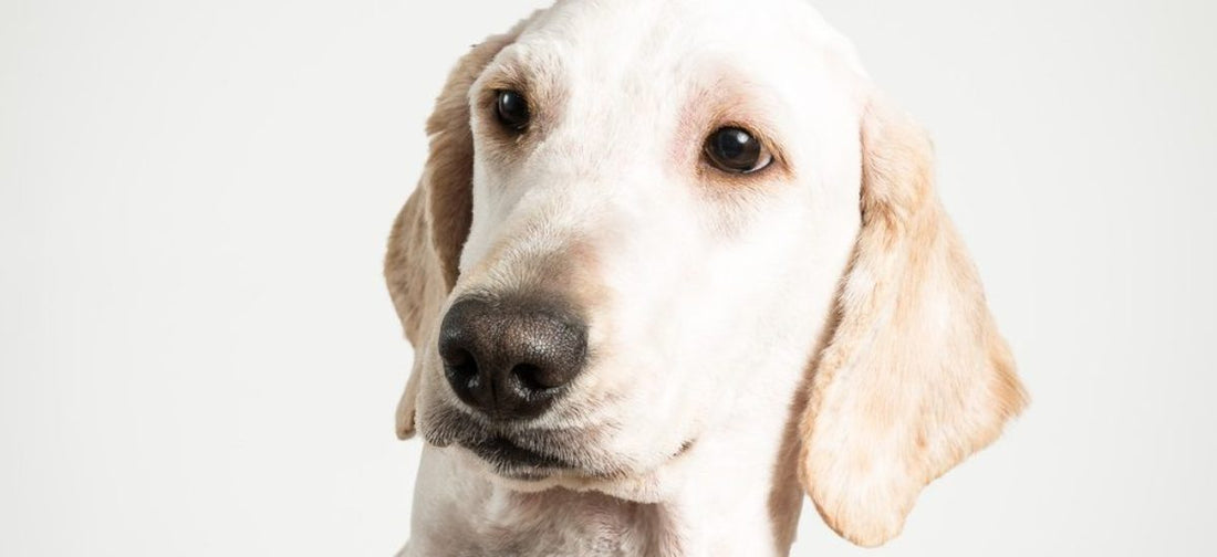 Comprendiendo los alcances del estrés canino