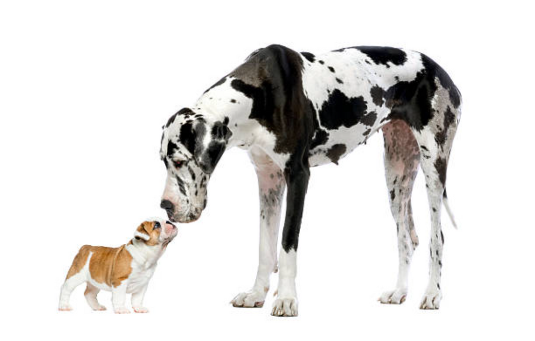 Cómo Lograr que Razas Caninas Grandes y Pequeñas Vivan Juntas en Casa