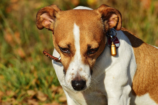 Razas de perro más activas y cómo cuidarlas en casa