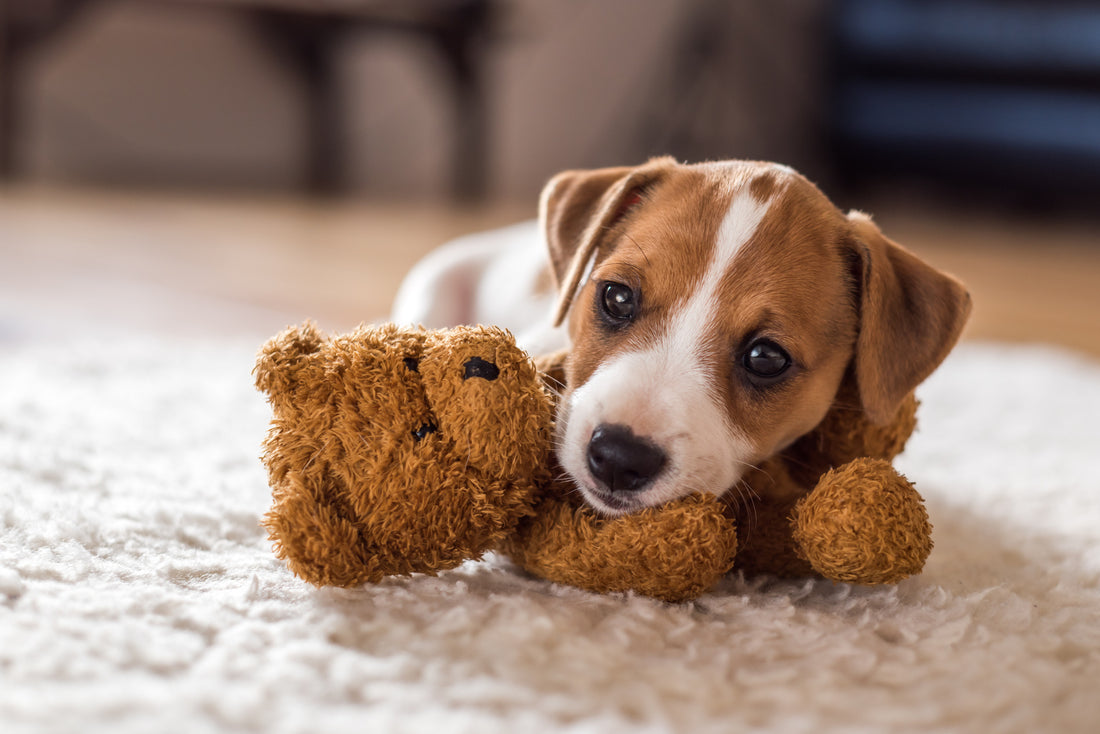 Recomendaciones para el mejor adiestramiento de los perros
