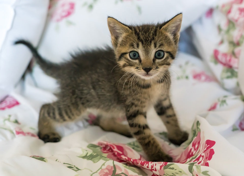 Cómo debo cuidar a mi gatito mascota
