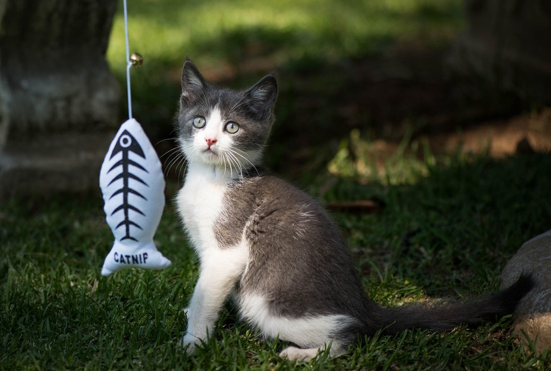 Los mejores juguetes para perros y gatos