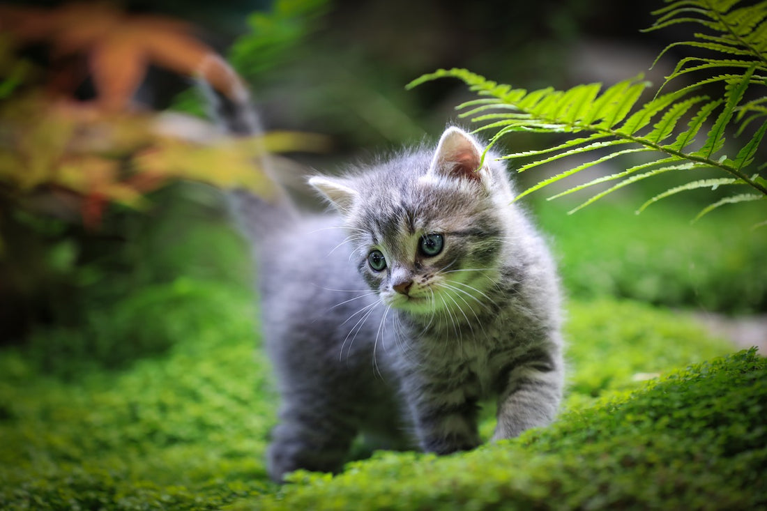 El lenguaje corporal del gato y su salud