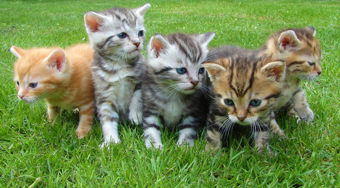 El proceso de destete en gatitos: guía completa para un desarrollo saludable
