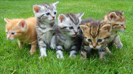 El proceso de destete en gatitos: guía completa para un desarrollo saludable