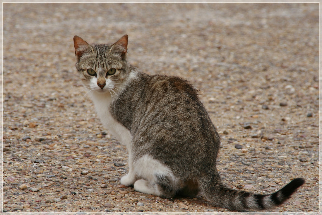 Decálogo del propietario responsable de gatos mascota