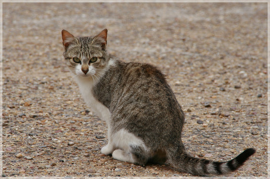 Decálogo del propietario responsable de gatos mascota