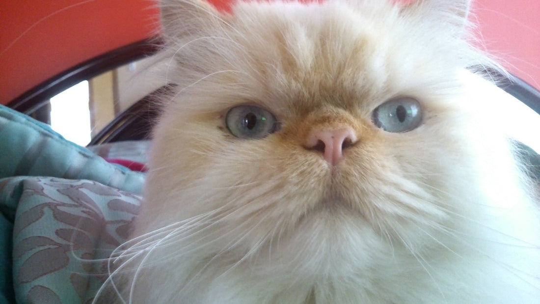 Razas de gato ideales para tu hogar: guía para cuidarlos con responsabilidad