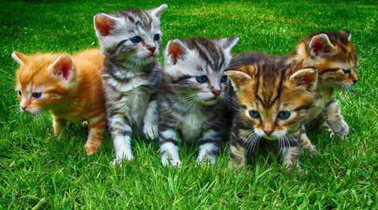 Indicios de posible enfermedad en el gato
