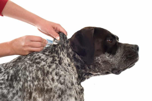 Garrapatas, atención veterinaria y métodos de prevención