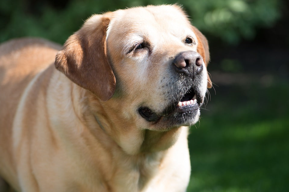 ¿Cómo cuidar a las mascotas ancianas?
