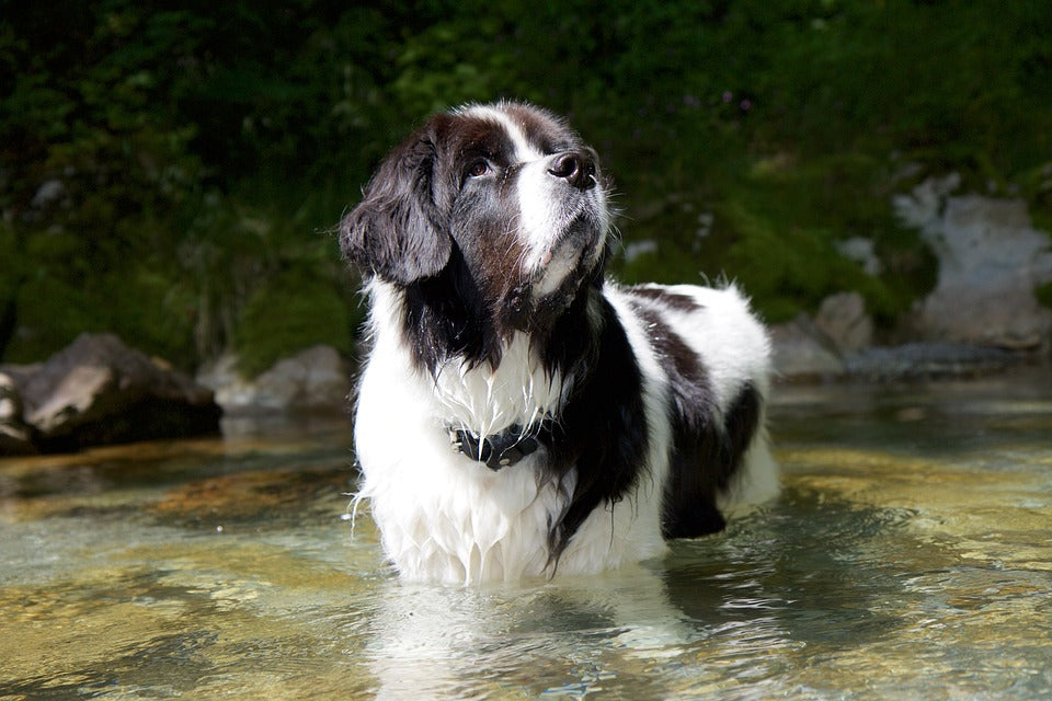 Cómo cuidar a un perro Landseer
