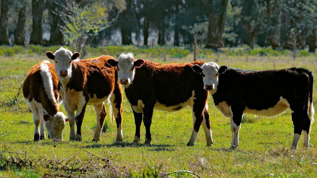 Los alcances de la Rinotraqueítis infecciosa en el ganado bovino