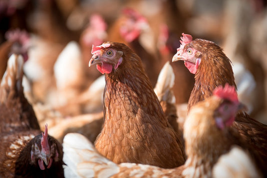 El problema de los piojos en las aves de corral