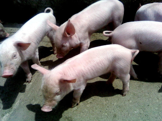 Problemas podales en los animales de granja