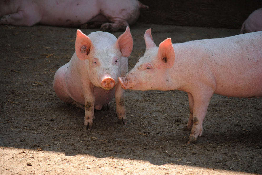 Porcicultura, bioseguridad y monitoreo veterinario