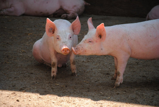 Porcicultura, bioseguridad y monitoreo veterinario