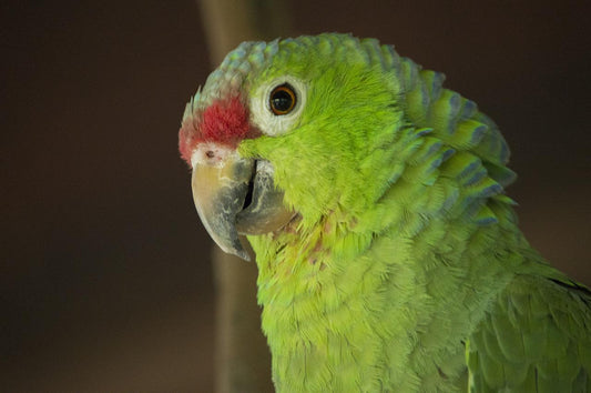 Cómo actuar si el pico de un ave crece en exceso