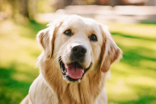 Impacto de los sonidos demasiado intensos en los animales domésticos