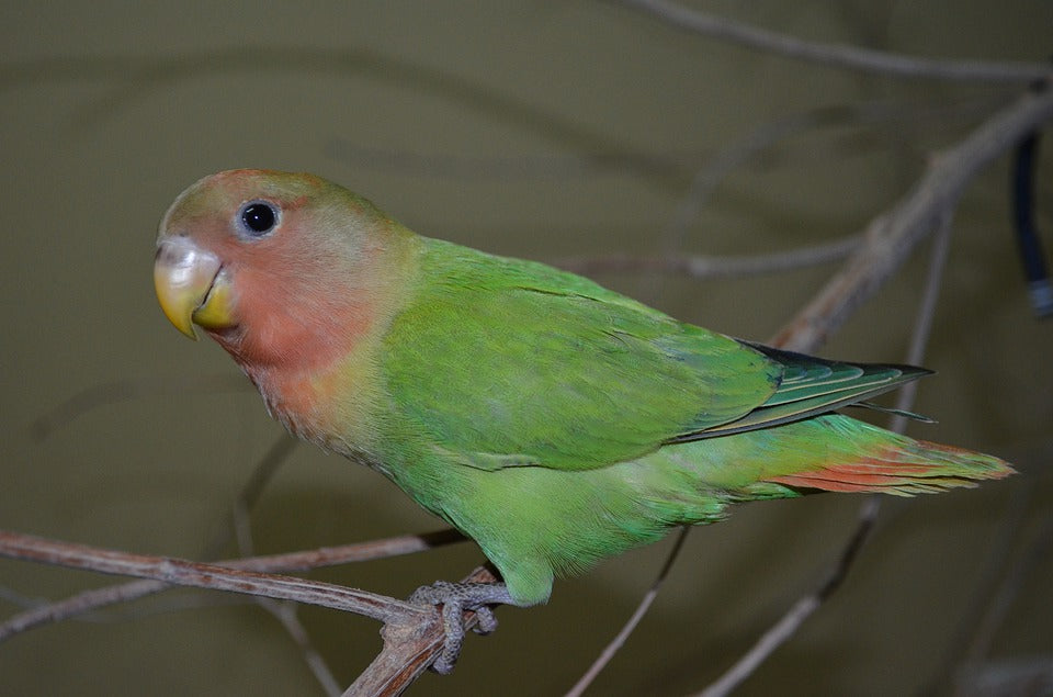 El problema de la micosis en las aves