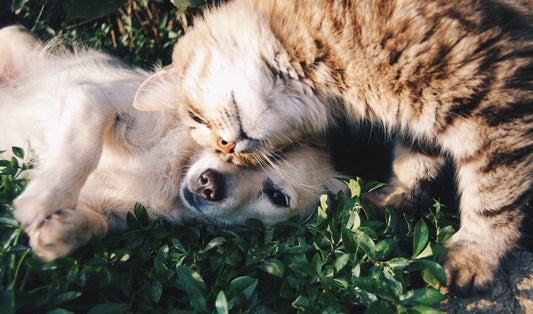 Cuidar el peso de gatos y perros por su bienestar y su salud