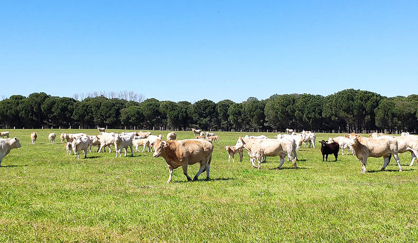 El estrés oxidativo en animales de cría: qué es, por qué ocurre y cómo prevenirlo