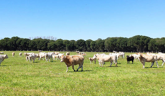 El estrés oxidativo en animales de cría: qué es, por qué ocurre y cómo prevenirlo