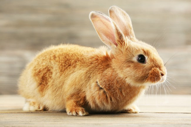 Recomendaciones para tener un conejo como mascota