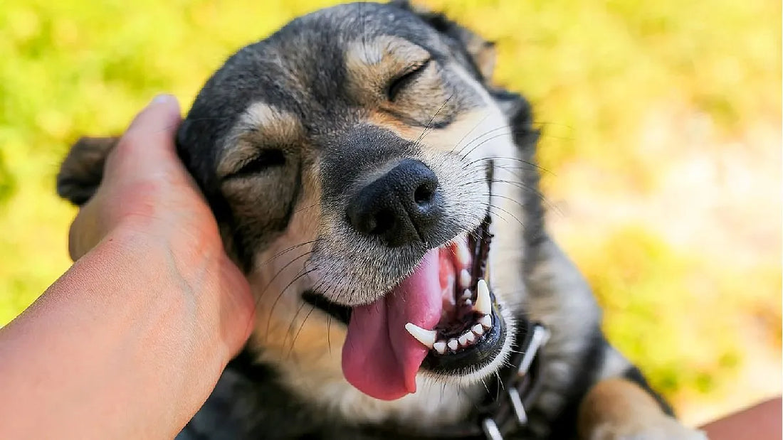 Combatiendo los casos de giardiasis en los perros por medio de la veterinaria
