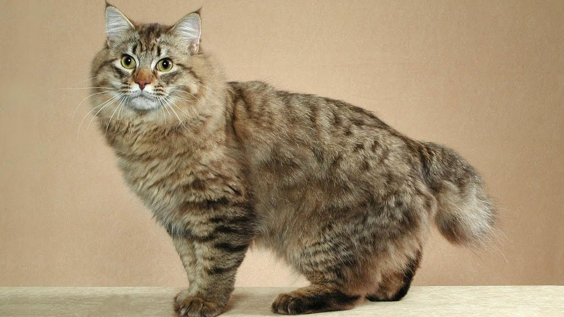 Consejos para cuidar a un gato Bobtail Americano