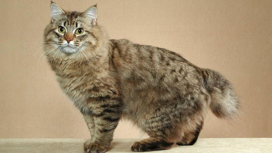 Consejos para cuidar a un gato Bobtail Americano